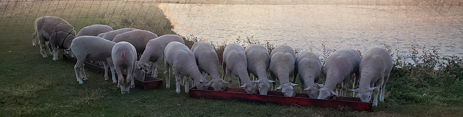 Kolbet Club Lambs and Reproductive Services