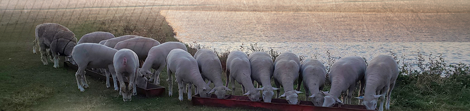 Kolbet Club Lambs
